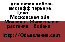  для вязок кобель амстафф терьера › Цена ­ 18 000 - Московская обл., Москва г. Животные и растения » Собаки   